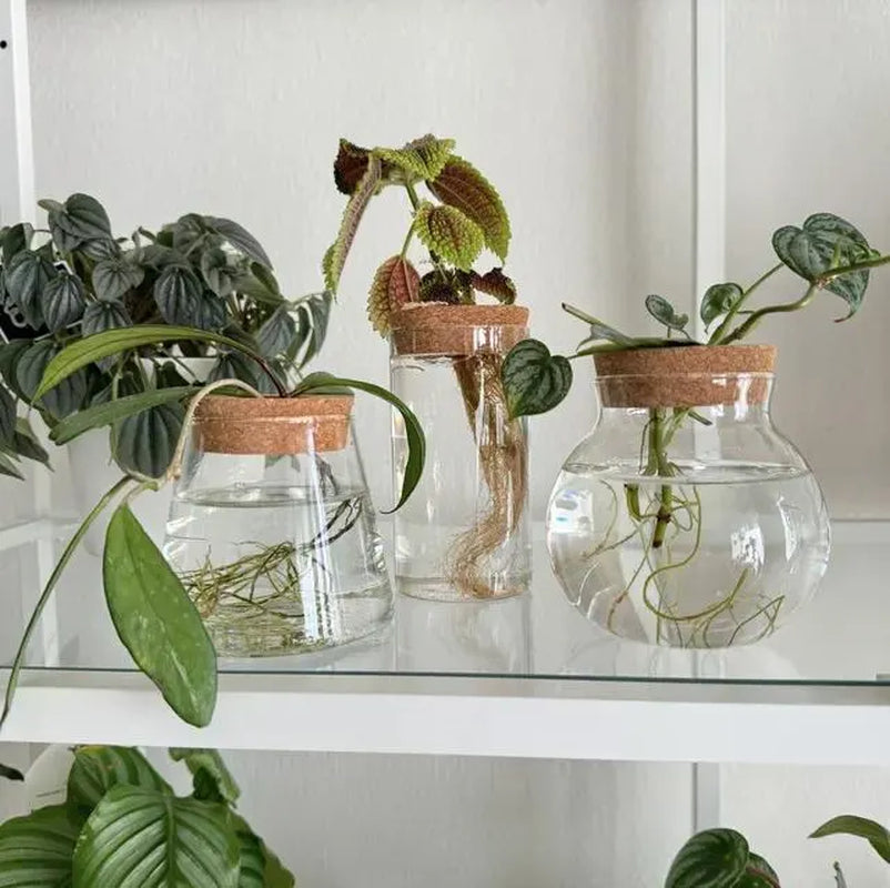 Propagation Jar Hydroponic Vase Cork Lid Plant Terrarium