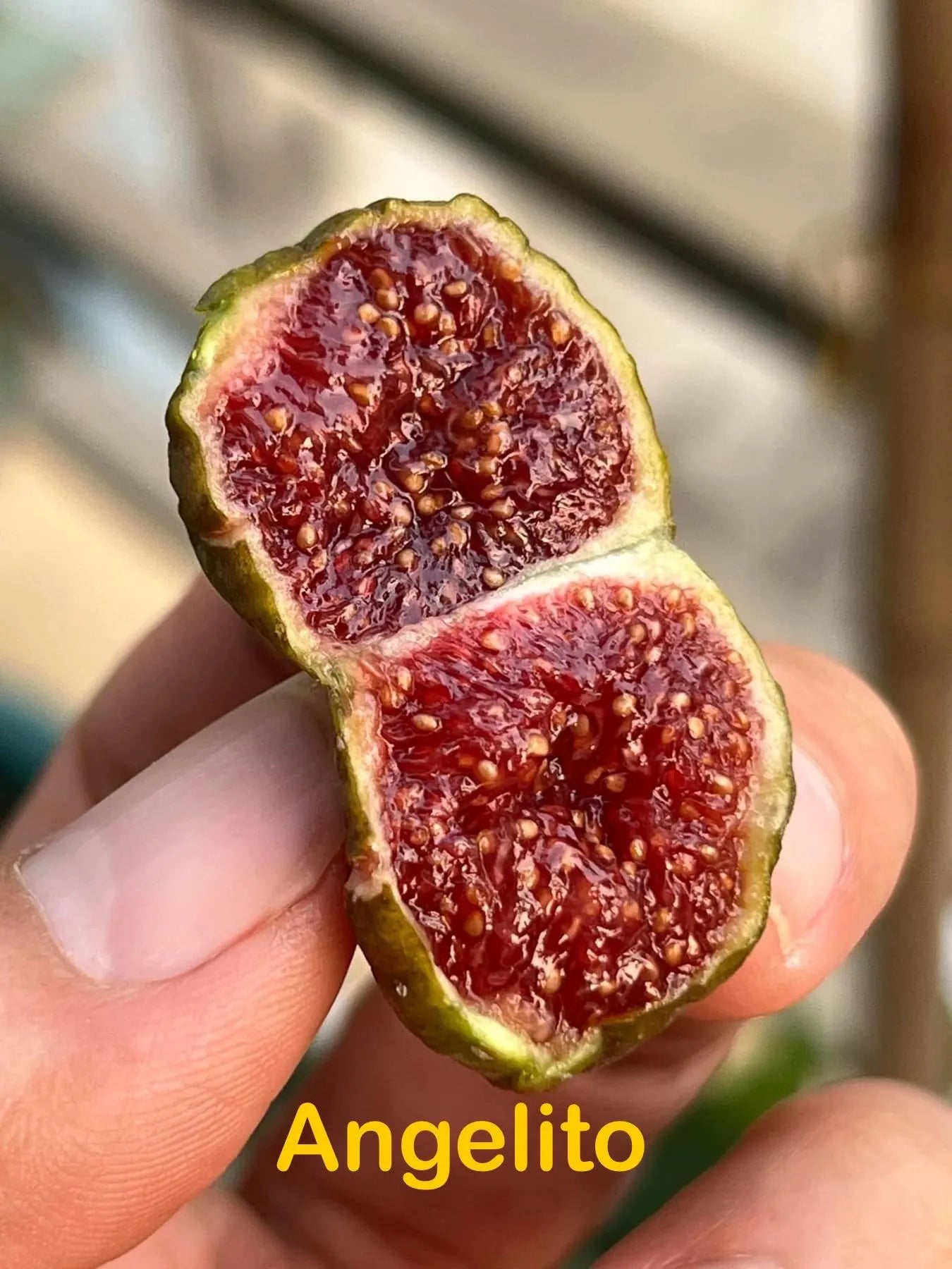 Premium Fig Tree Cuttings – Angelito, Calderona, Jolly Rancher’s, Irane Black & More - Summer Cuttings