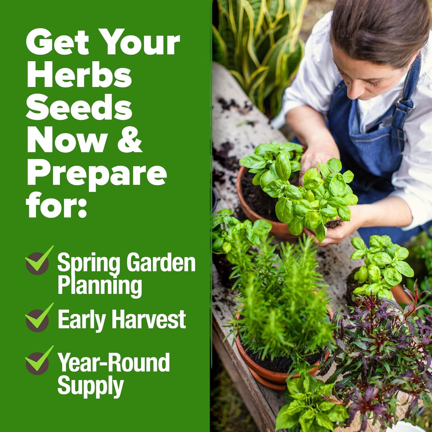 30 Herb Seeds Pack | 9,500 𝗡𝗢𝗡-𝗚𝗠𝗢 𝗨𝗦𝗔 Heirloom Seeds | Indoor & Outdoor Planting | Culinary Herb Variety Pack | HG30H Perfect for Hydroponic Gardens | Parsley, Rosemary,Thyme,More