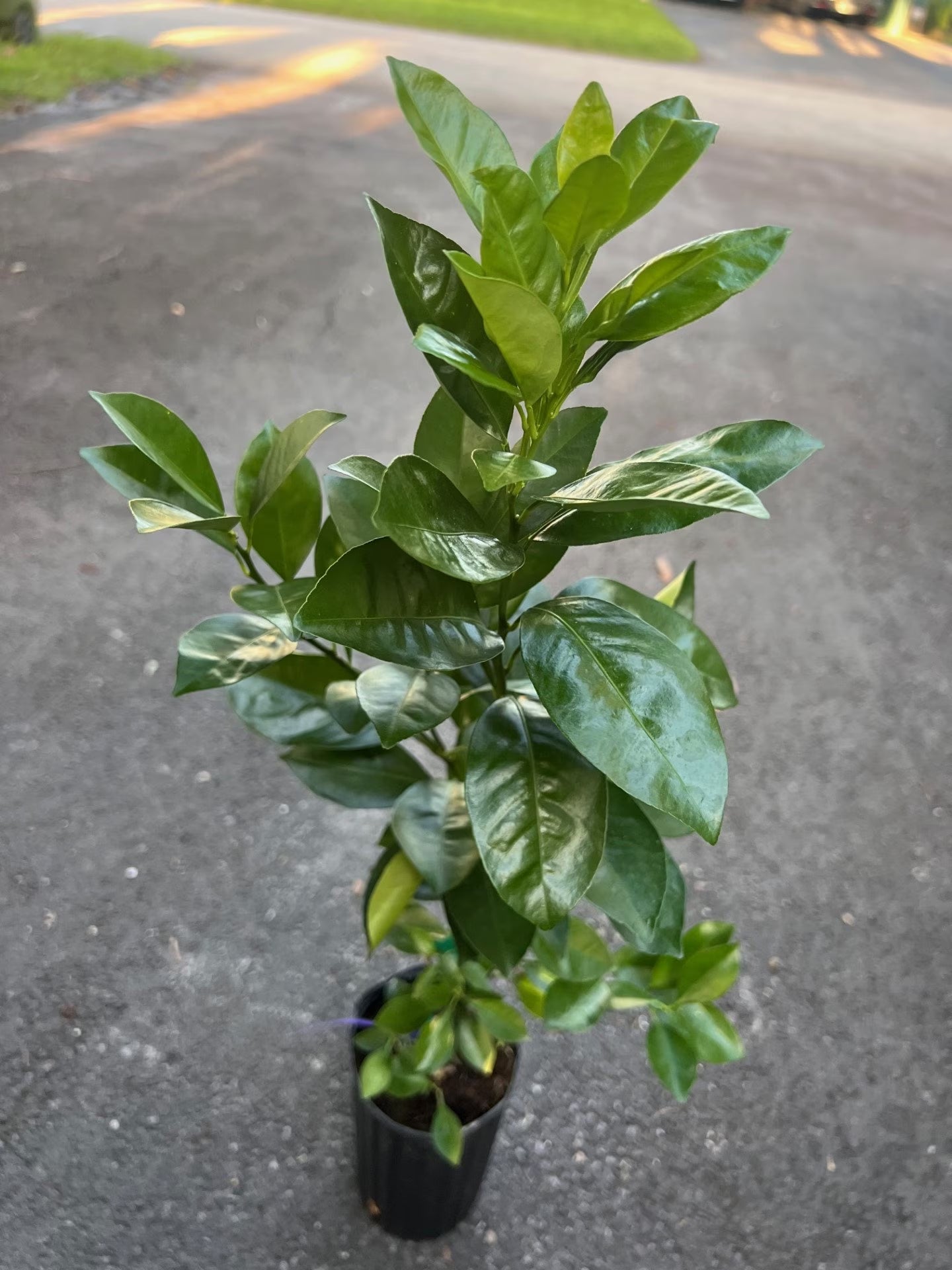 Sunburst Tangerine Tree in half Gallon Pot, Grafted,  Florida Shipping Only