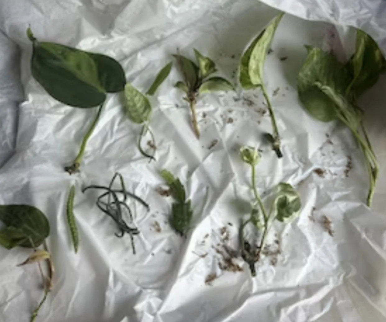 10 Random Plant Cuttings (Read Description and Check Review Photos for Reference)