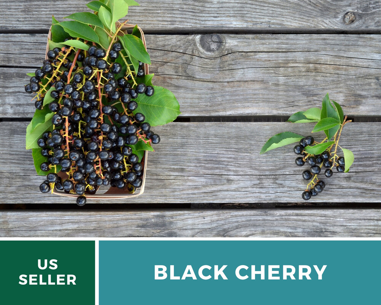 Cherry, Black (Cherry Tree) - 15 Seeds - Heirloom Fruit - Open Pollinated - Non-GMO (Prunus serotina)