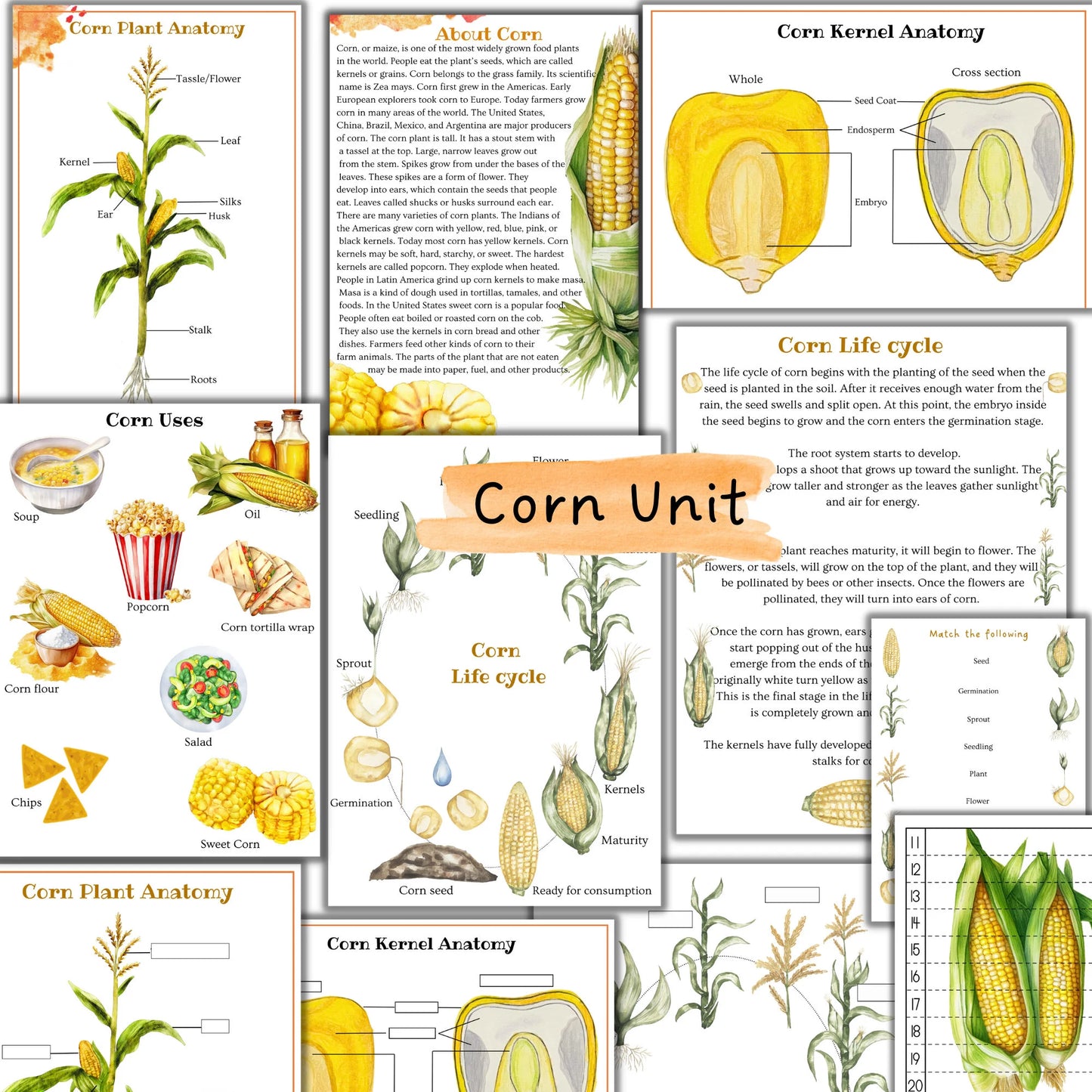 fall unit study, Mushroom unit study, Corn unit study, Fox unit study, Oak tree cycle, Fall activities, Fall nature study, Montessori fall