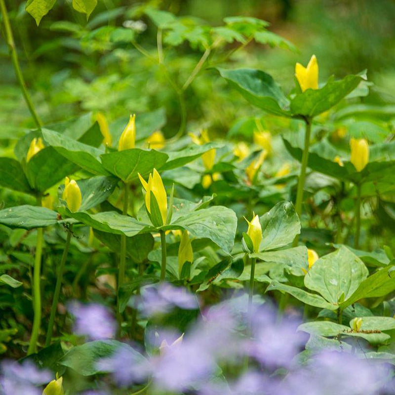 Mixed Trillium | Bulbs