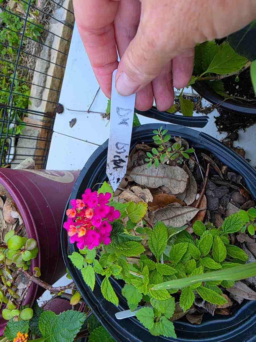 Lantana camara 'Dark Purple' Live Potted House Plants Easy Care Houseplant