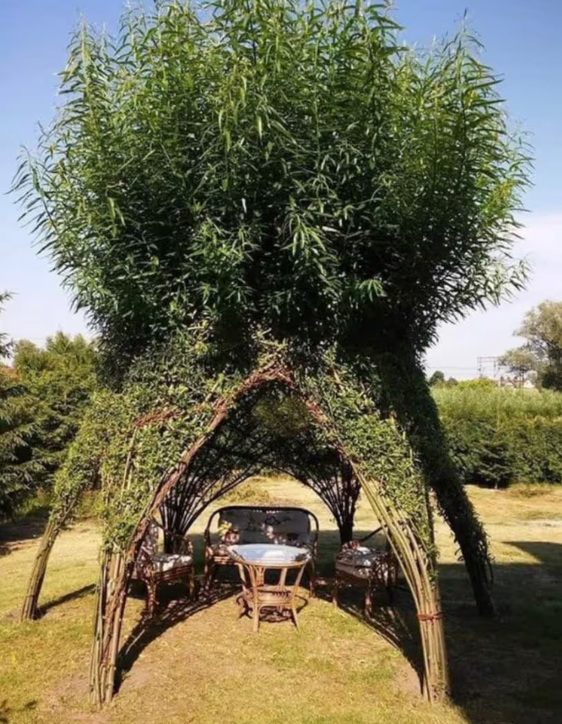 10 Purple Willow Cuttings