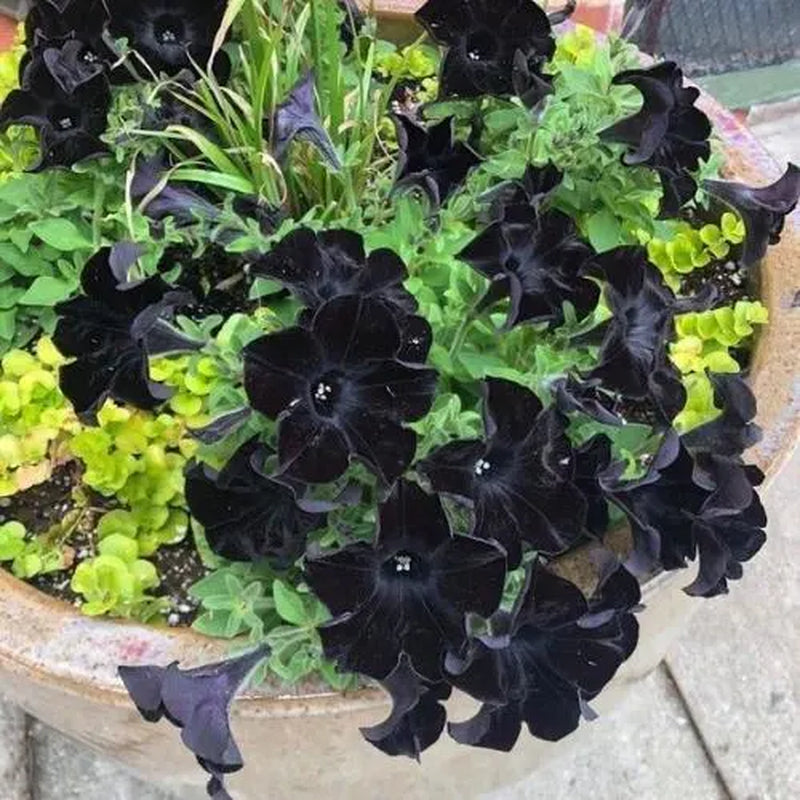 Black Petunia Plants, 4 Inch Pot Petunia Plants, Annual Flowers Plant