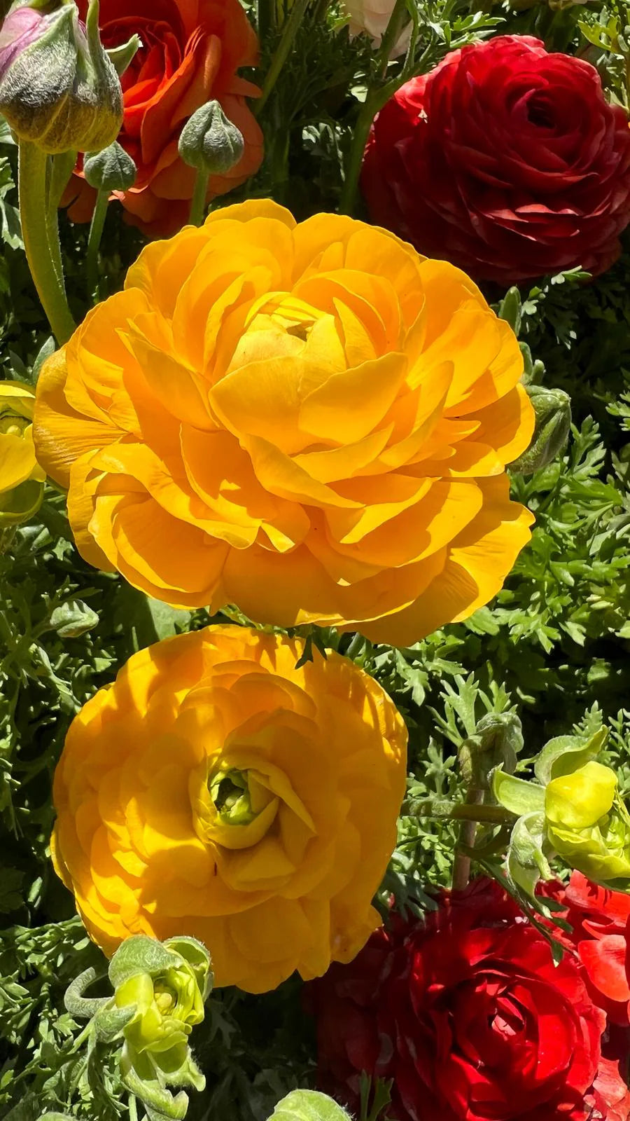 100 New! Mixed color Ranunculus Bulbs DOUBLE Buttercups Spring BARGAIN!