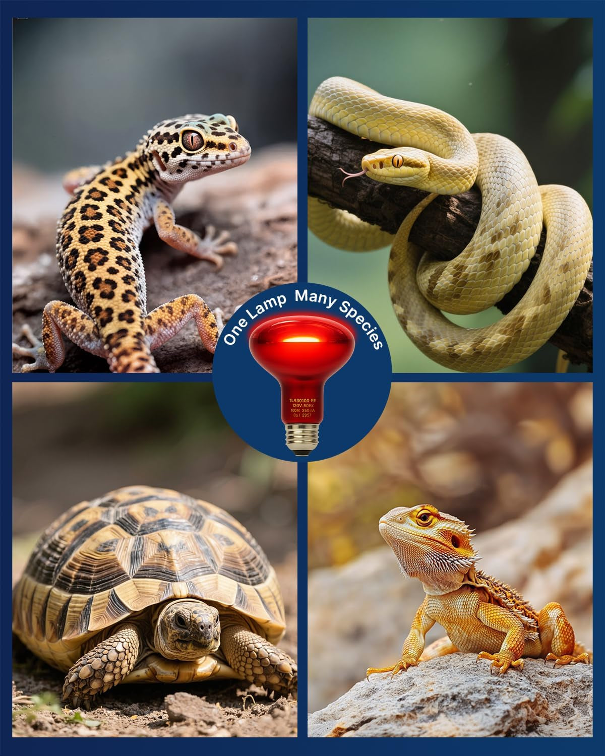 2 Pack Reptile Red Heat Lamp Bulbs,100W Infrared Basking Spot Light for Turtles, Leopard Gecko, Ball Python, Bearded Dragon, Snake and Chicken