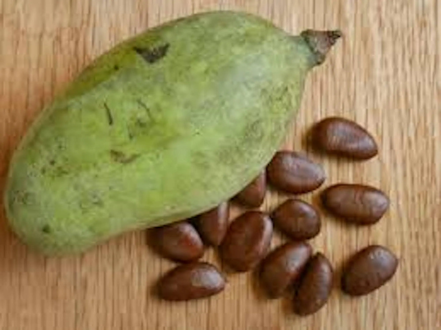 10 PawPaw Tree Seeds Asimina triloba Native American Fruit Tree Organic Heirloom Stratified