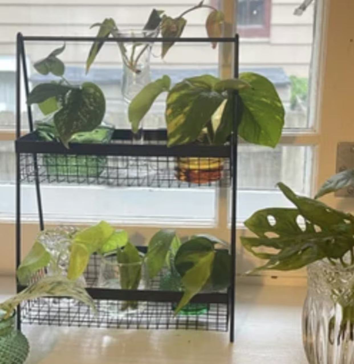 10 Random Plant Cuttings (Read Description and Check Review Photos for Reference)