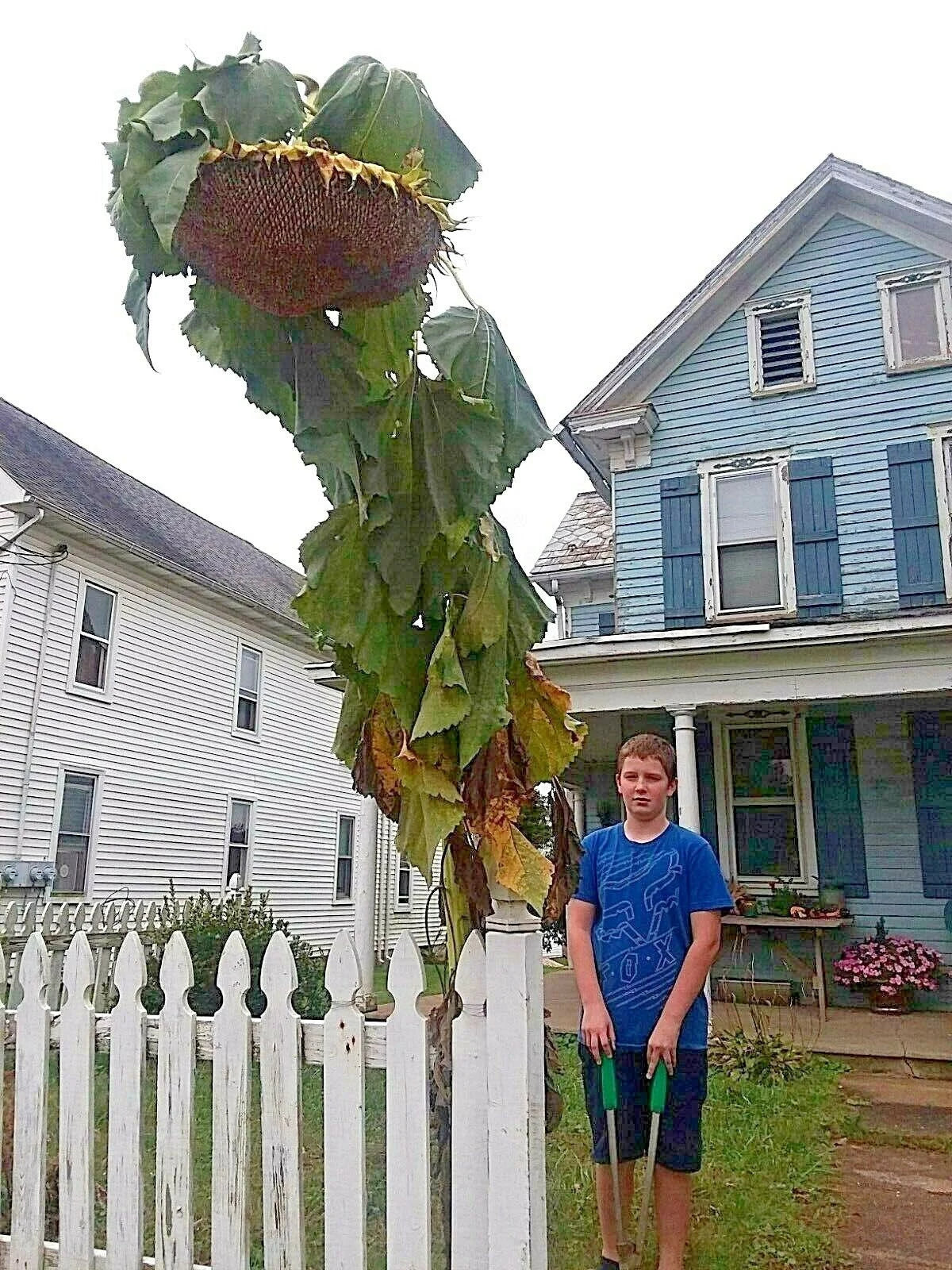 Godzilla Sunflower Seeds - Massive Heads