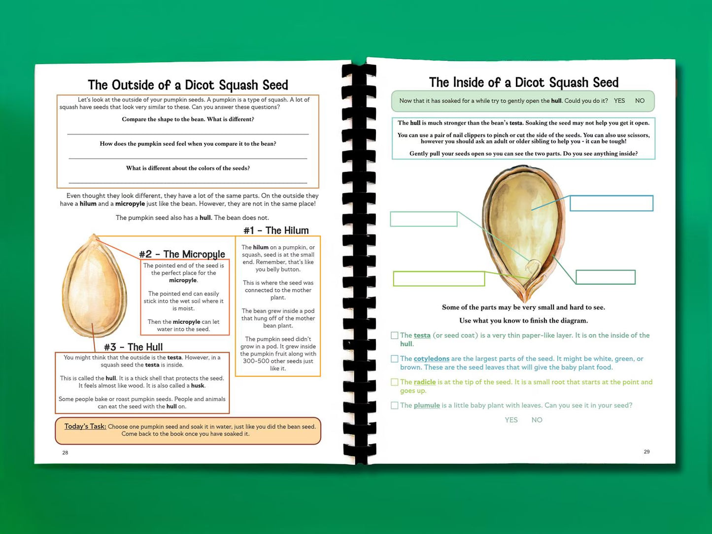 Botany Workbook for Homeschoolers - Grades 5β12 - Creative, Credit-Worthy Plant Science - Homeschool Middle School - Neurodivergent Friendly