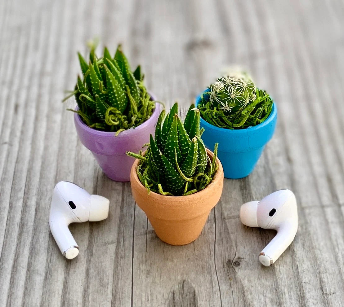 Mini Potted Succulent: Tiny Live Plant Gift, Baby Shower Favor