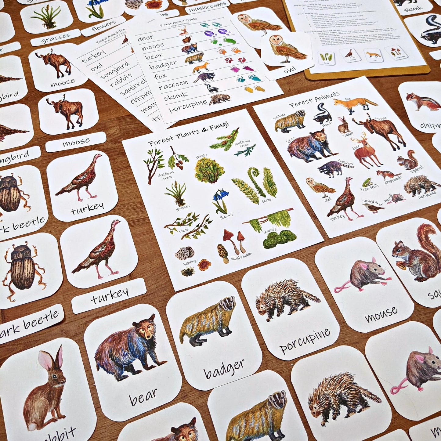 Forest Collection: Three complete tree and forest-themed unit studies! Covering forest ecology, math, plant biology, and more!