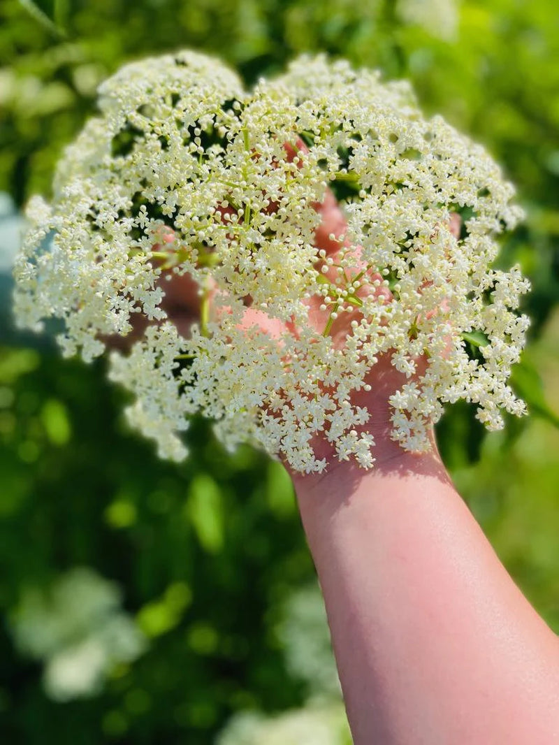 Ranch Elderberries, cuttings, plants, flowers, ranch, elderberry, sticks, America elderberry, native elderberry, sambucus canadensis