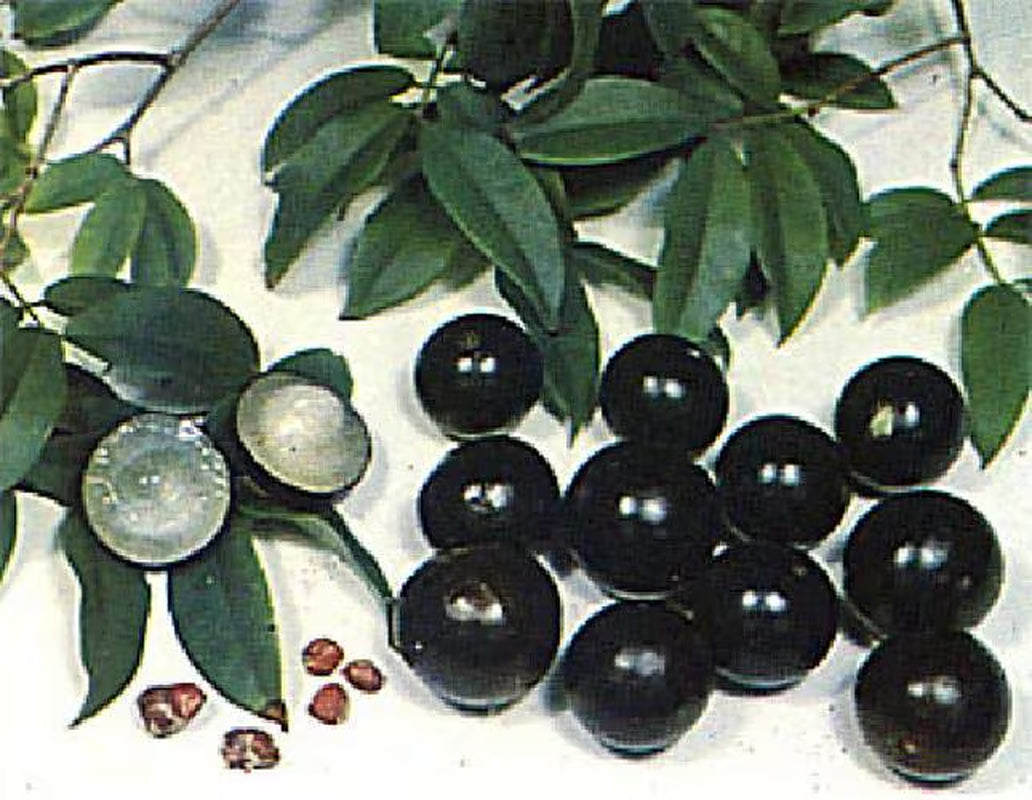 Jabuticaba Fruit Tree Plant - 6" Pot - Myrciaria -Tree That Fruits On It's Trunk