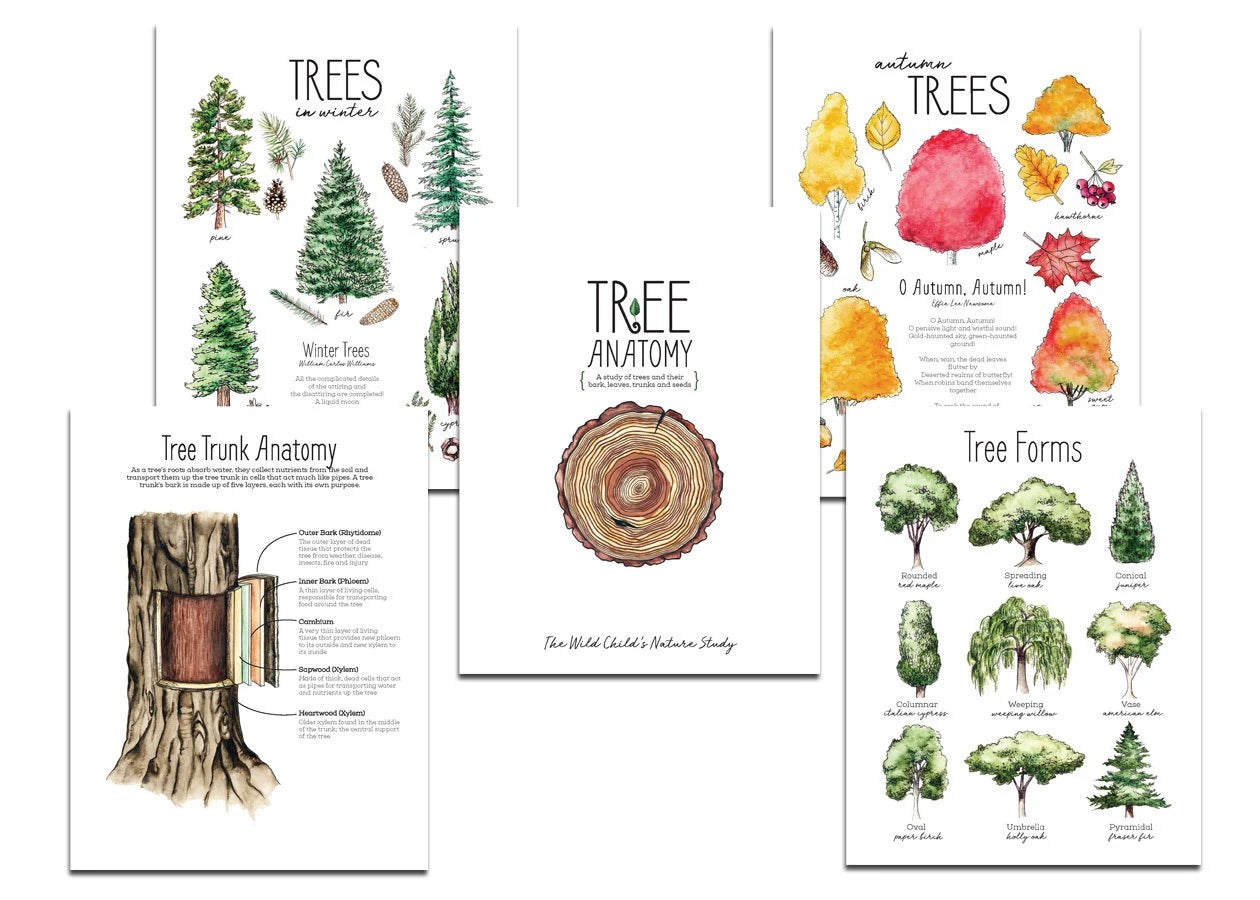 Tree Nature Study BUNDLE - Charlotte Mason, Unit Study