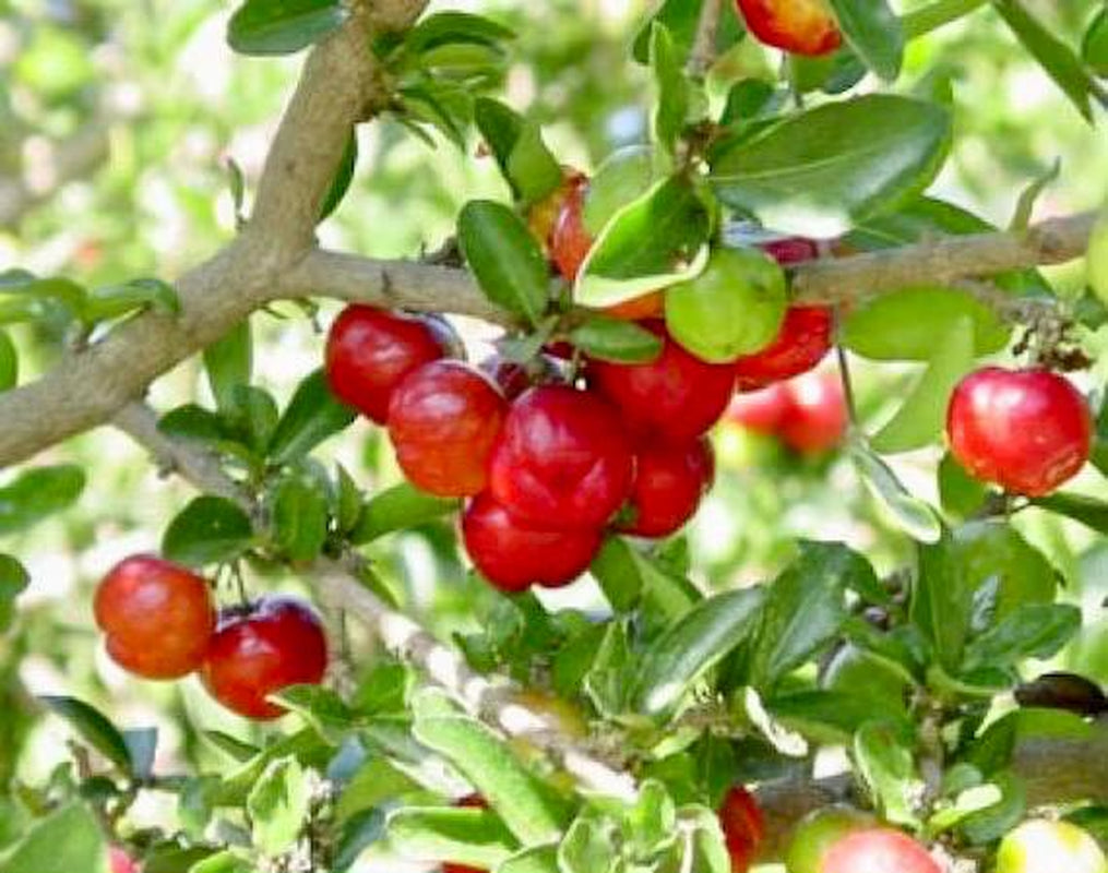 Cherry Tree – Fast-Growing, High-Yield Edible Fruit Tree | Homegrown Sweet Cherries | Perfect for Gardens or Large Pots | Free Shipping