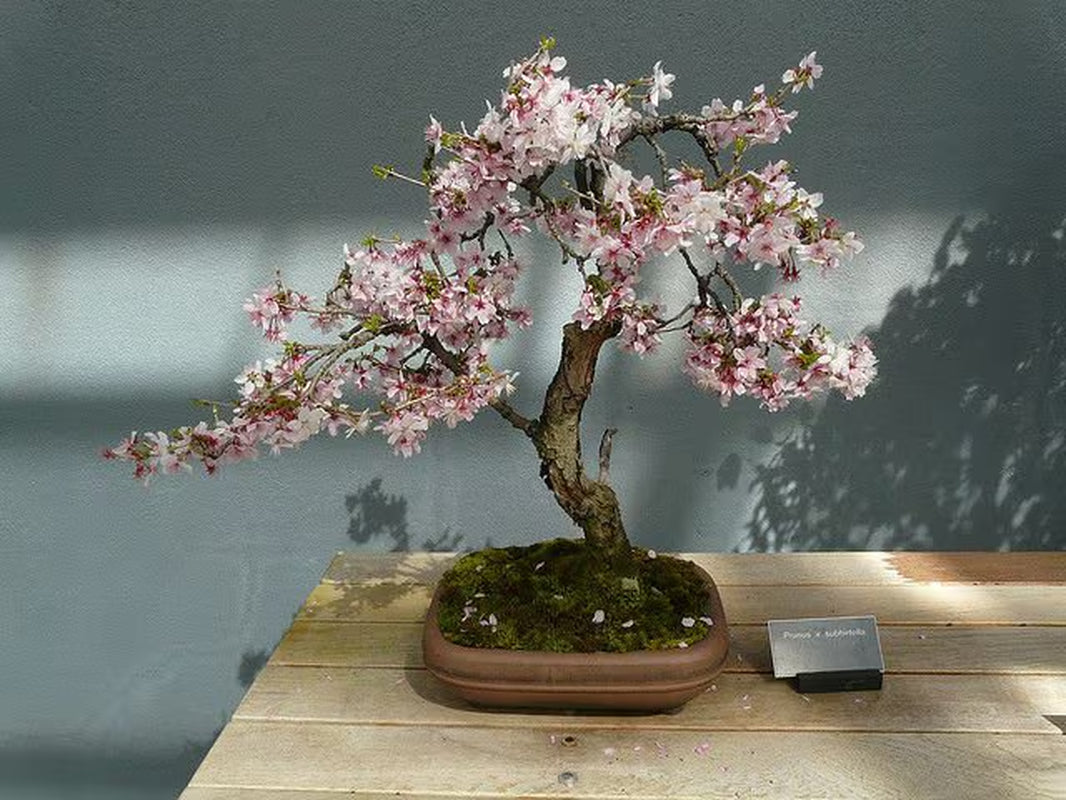 Weeping cherry bonsai seeds | 10pk W INSTRUCTIONS 91% germination (Flowering)