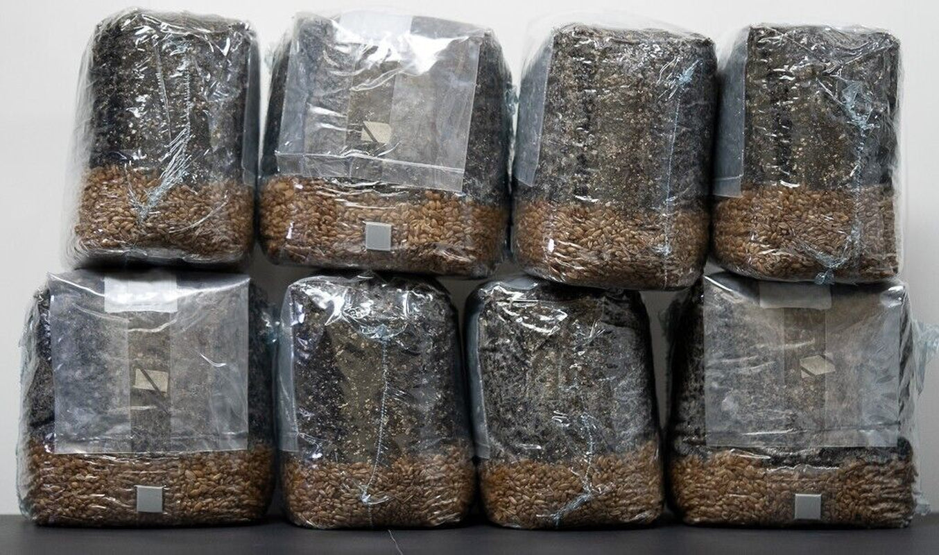 MycoHaus All in One 5 Pound Spawn Bag Rye & Compost Mushroom Substrate Grow Kit
