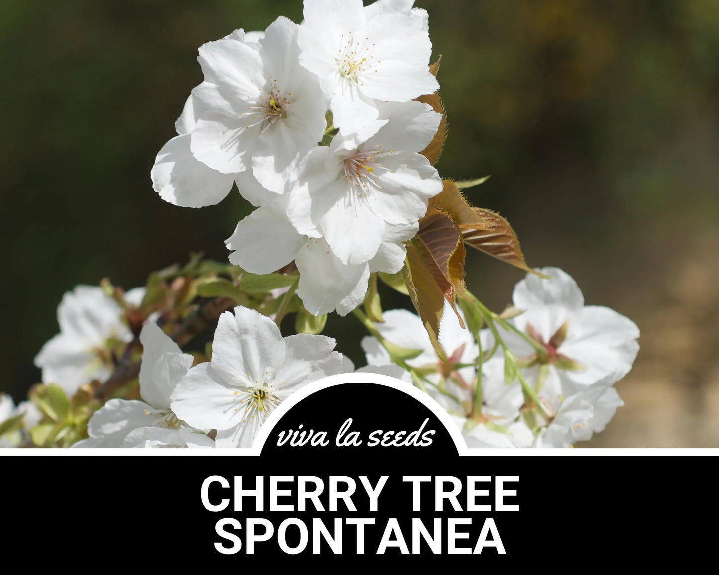 Cherry Tree, Japanese Flowering | 10 Seeds | Stunning Blooms | Hill Cherry | Mountain Cherry | Yamazakura | Prunus serrulata 'Spontanea'