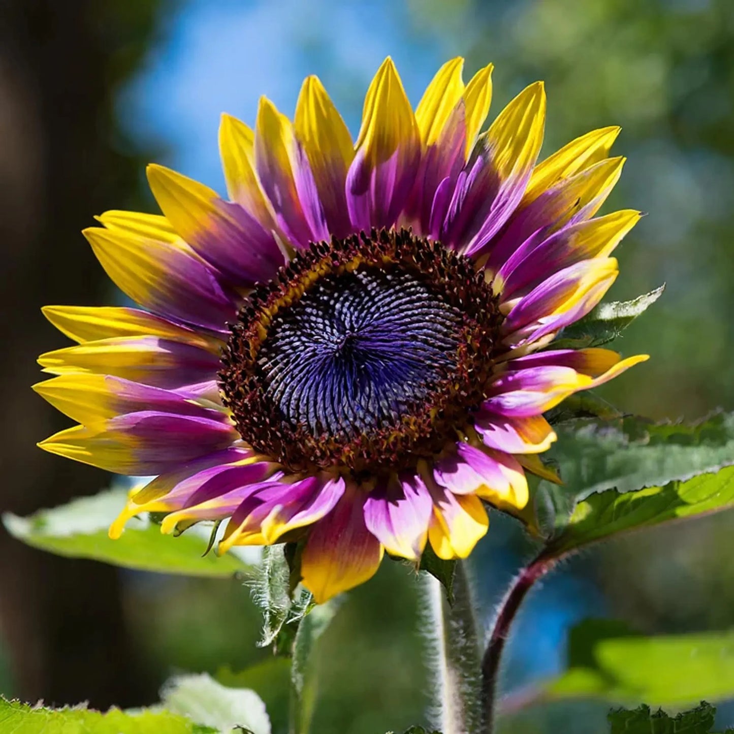 50pcs Rare Purple Heart Sunflower Seeds - Unique Violet Blooms - Heirloom Natural Seeds - Eye-Catching Garden Accent - Easy to Grow Annual