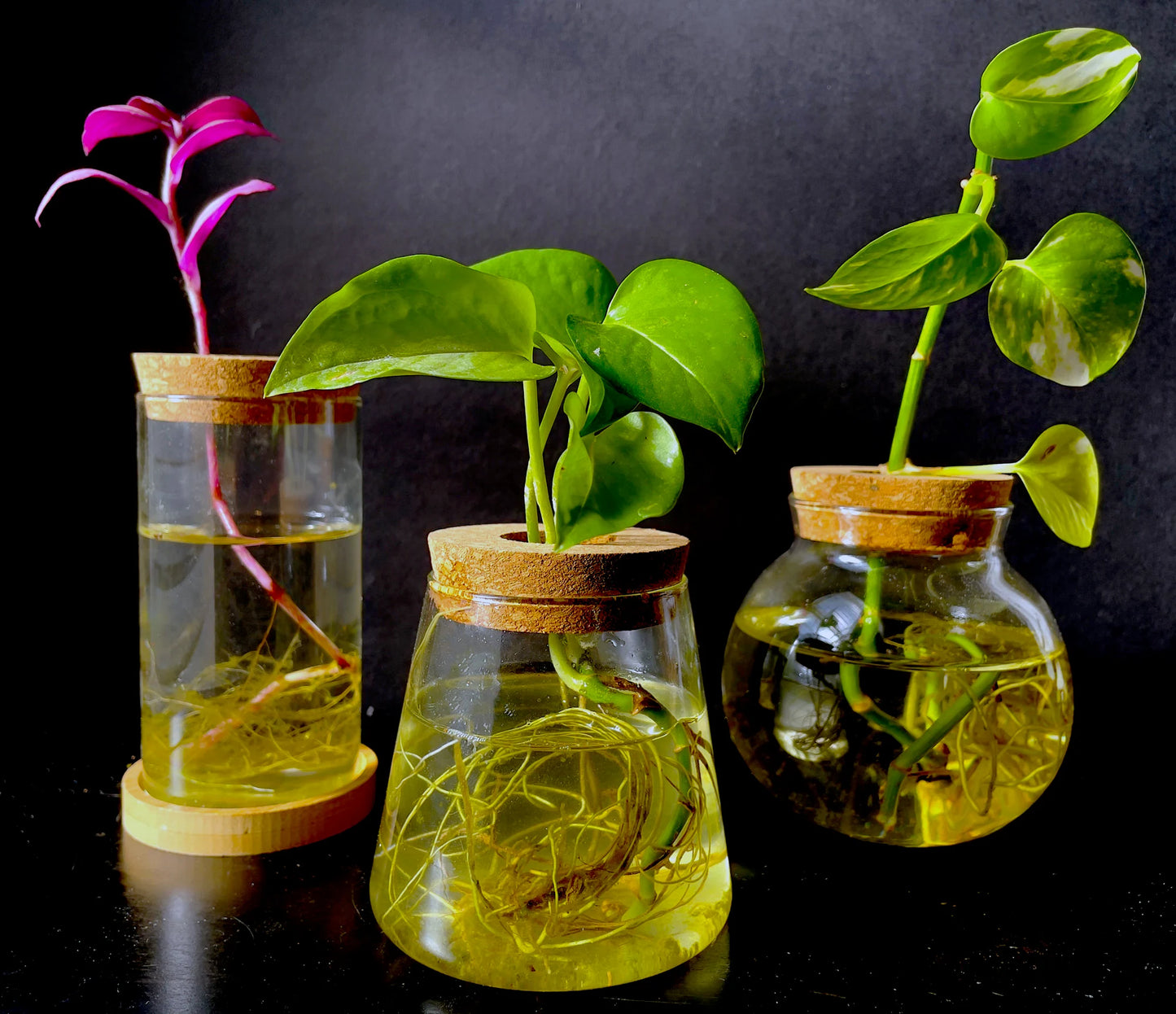 Propagation Jar Hydroponic Vase Cork Lid Plant Terrarium