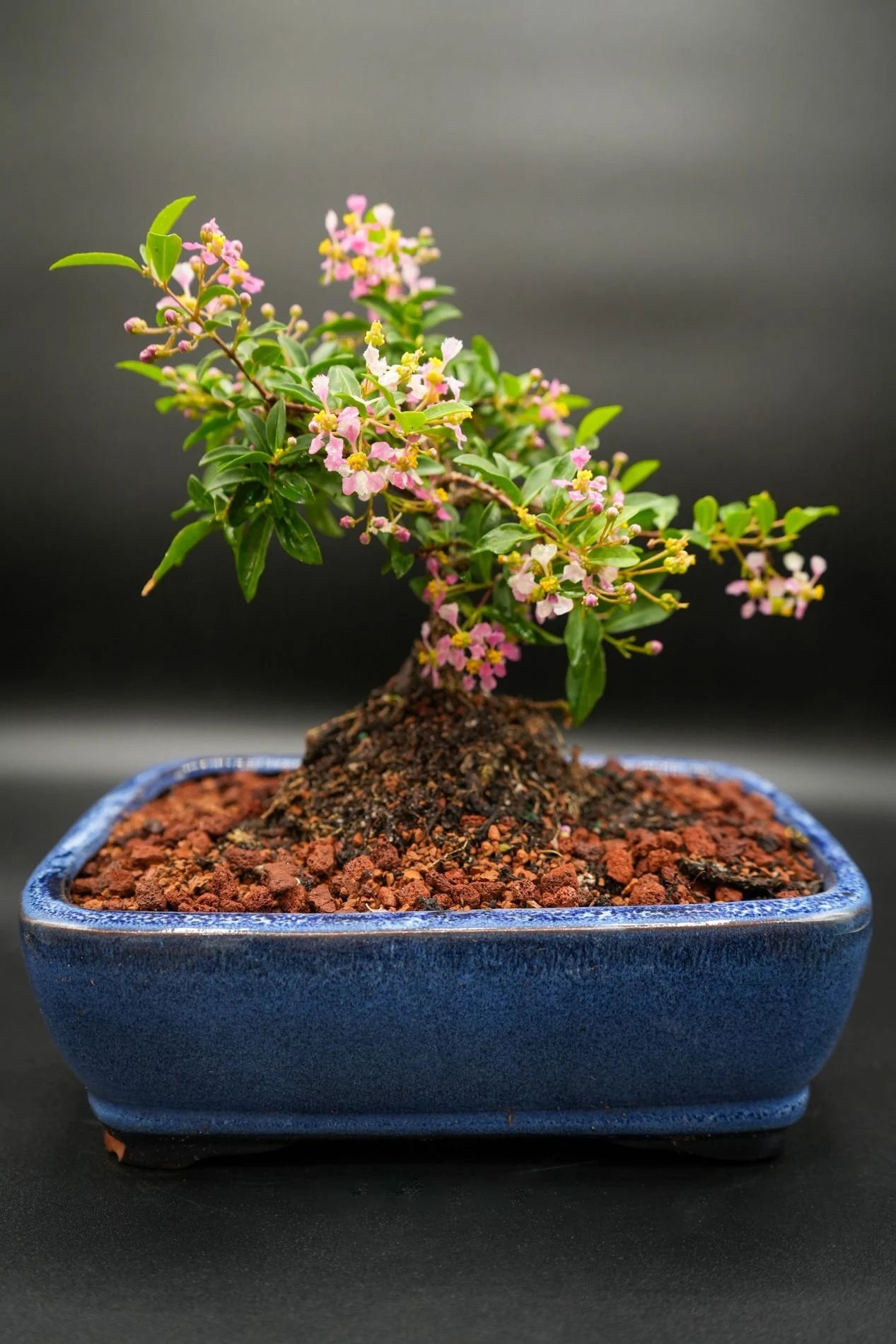 Dwarf Mini Flowering cherry in 6-7 inch pot. Real pink and yellow blooms then red cherries you can eat. Color of pot can vary.
