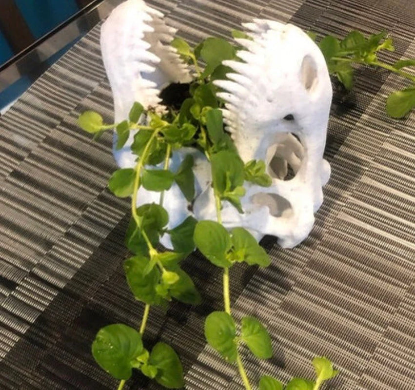 T-Rex Planter, Dinosaur Plant Pot, Dino Skull Planter, Fossil Planter, T-Rex Desk Décor, Dinosaur Skull Pot, Dino Succulent Pot, Dino Pot