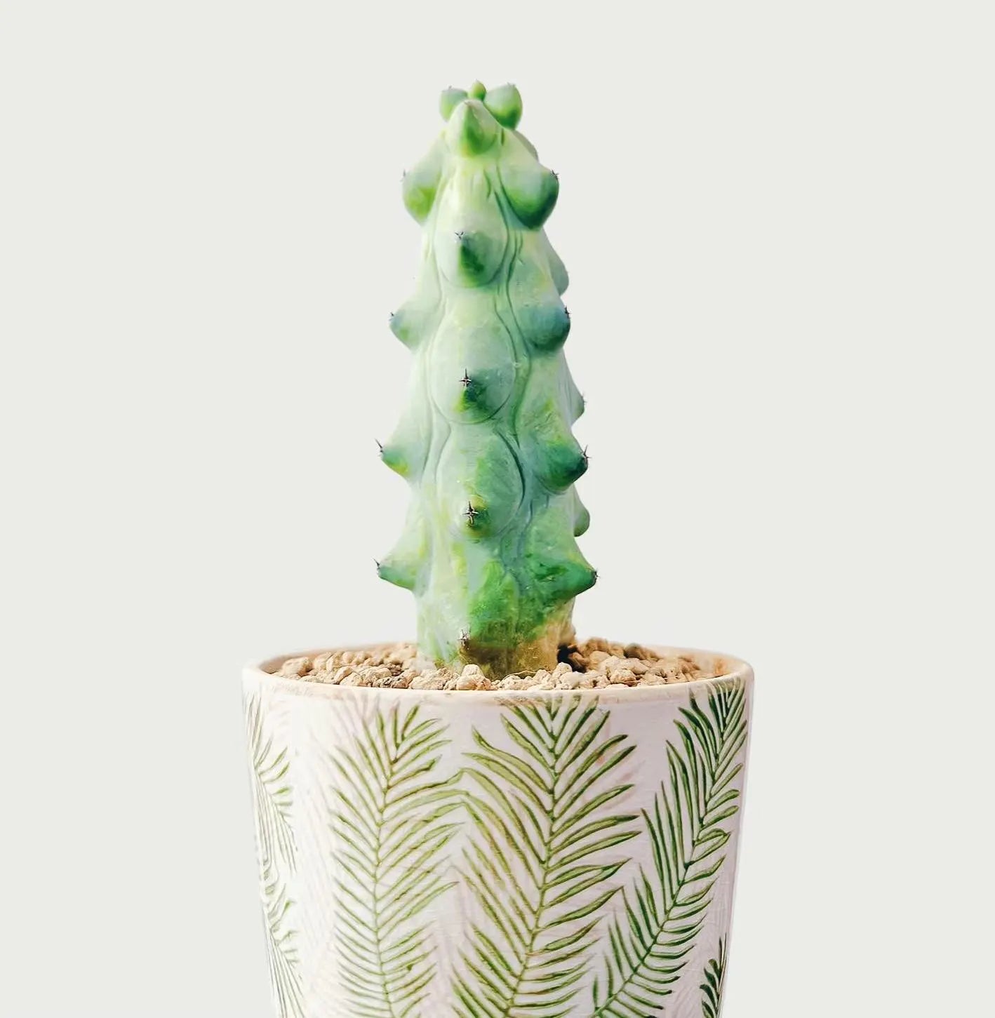 Live Plant-Unique Boobie Cactus|Myrtillocactus geometrizans ‘Fukurokuryuzinboku’|Rare Collector’s Plant |Christmas Tree Cactus|Father’s Day