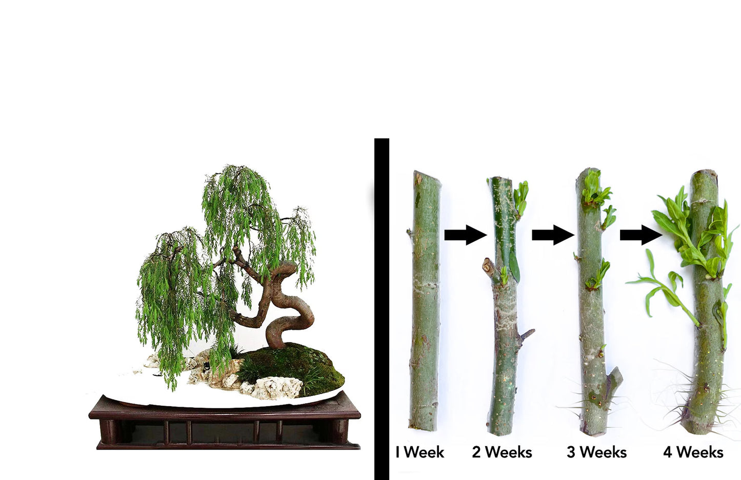 2 (two) Green Dragon Dwarf Australian Bonsai Willow Tree Cutting Kit -Indoor/Outdoor Thick Trunk Live Bonsai Tree Root