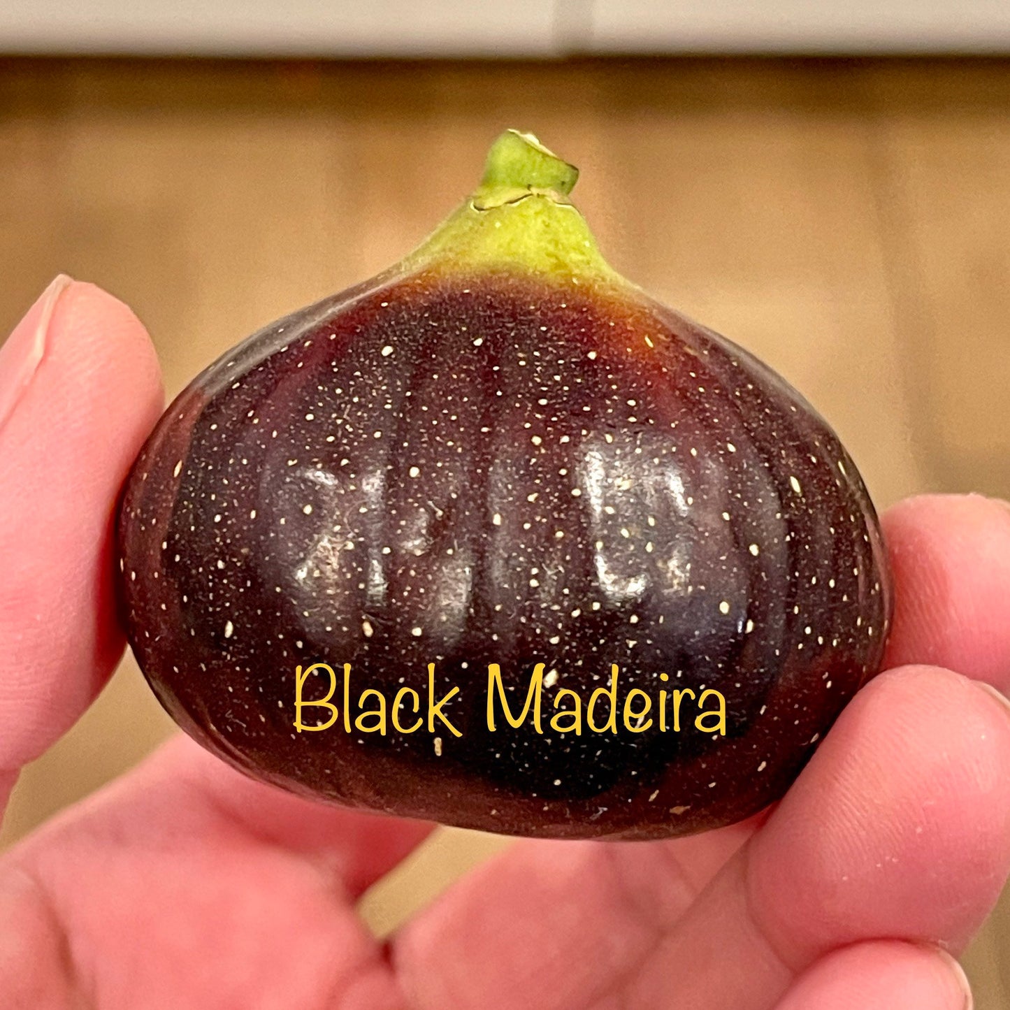 Premium Fig Tree Cuttings – Angelito, Calderona, Jolly Rancher’s, Irane Black & More - Summer Cuttings