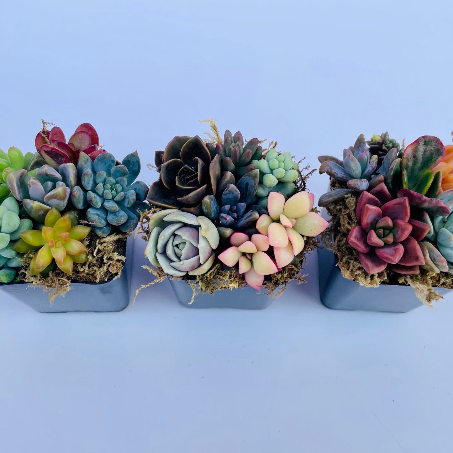 Fairy Farts - Live Micro Succulent Garden in 2 inch Pot