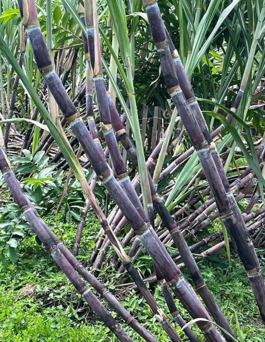 Purple Sugarcane Rooted Cuttings - Tropical Growing Zone 9-11 (Pack of 5)