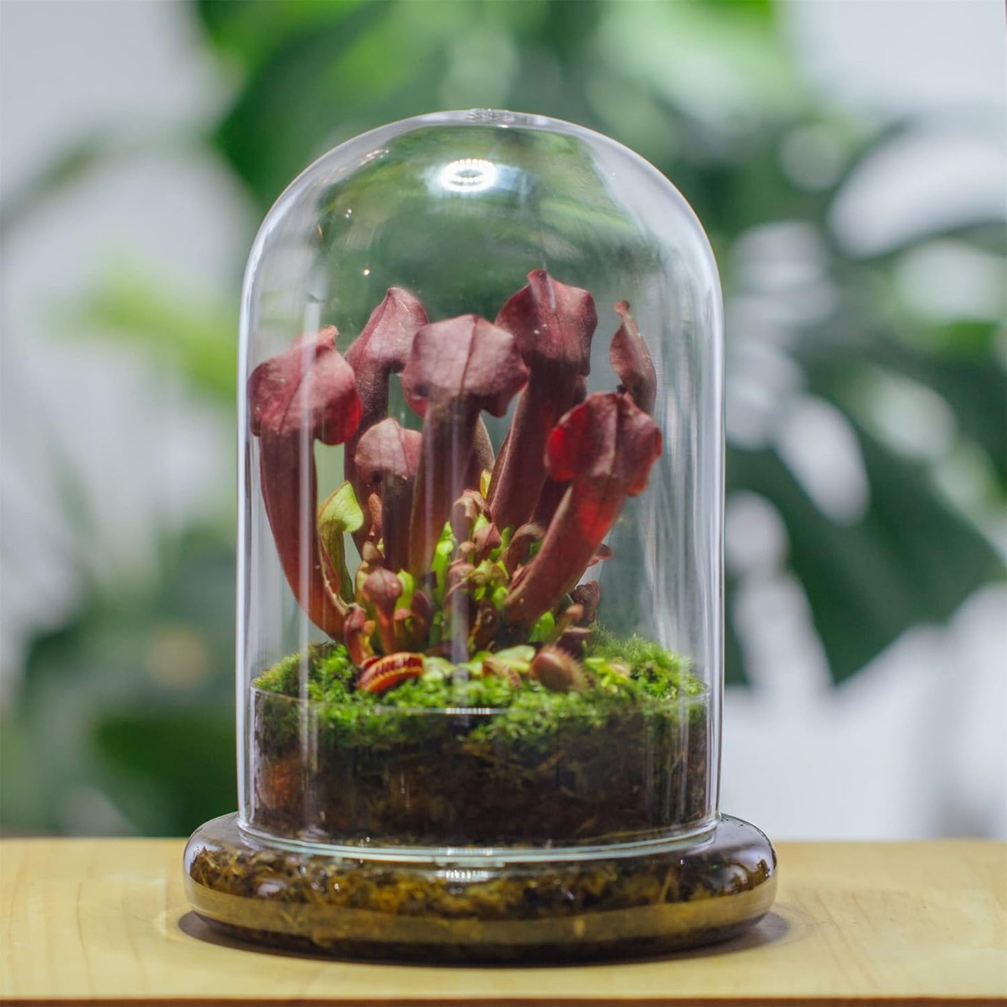 Glass Cloche Dome with Air Hole and Base, 5.9 x 5.9 x 8.2 Inches, Clear Terrarium Planter for Carnivorous Plants, Small Cactus, Succulents, Venus Flytrap, Tabletop Decoration (No Plants)