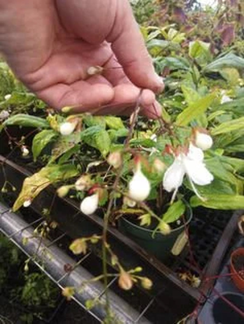 Clerodendrum Light Bulb Starter plant 4" Nursery Growing Pot Super Hard To Find and Beautiful Ships No Pot HUGE Bee & Butterfly Plant*