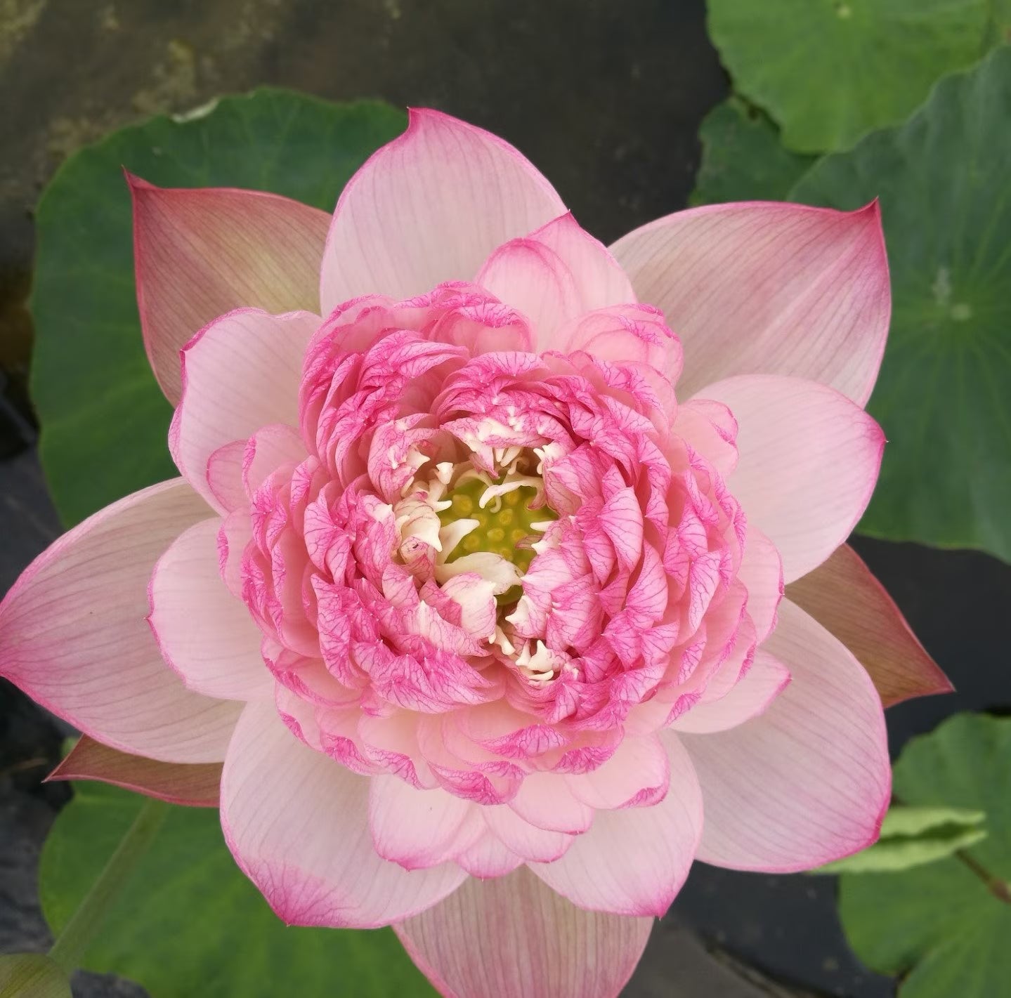 Mixed Mini Bonsai Lotus Seeds, Lotus Lily, Nelumbo Nucifera, Pond Lotus, Zen Gardens and Home Decor