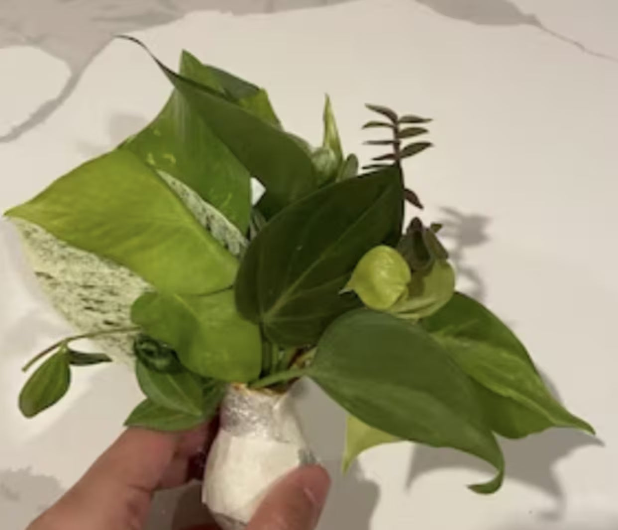 10 Random Plant Cuttings (Read Description and Check Review Photos for Reference)