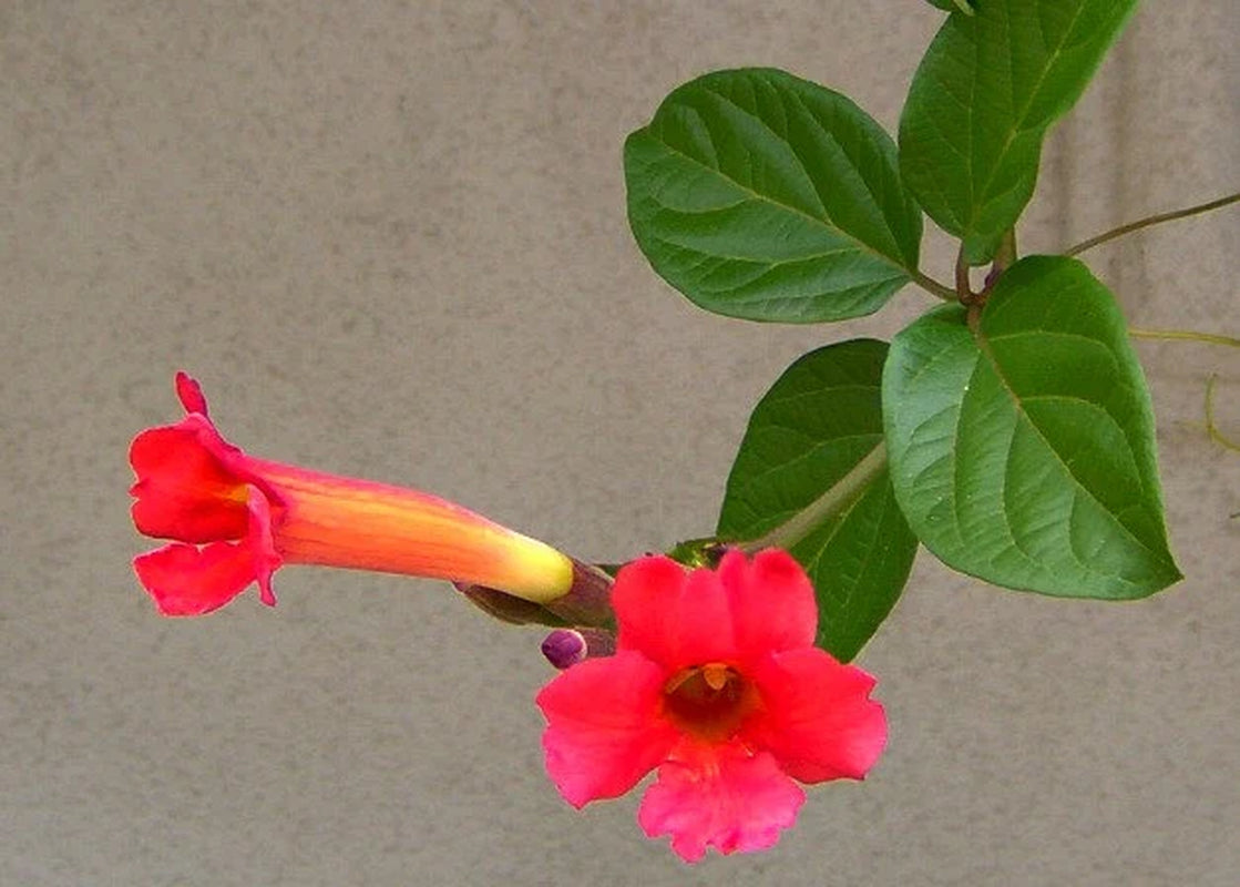 Red Trumpet Vine, Campsis radicans, 25 seeds, vigorous climber, fast growing, cold hardy, zones 6 to 11, drought-tolerant, hummingbirds