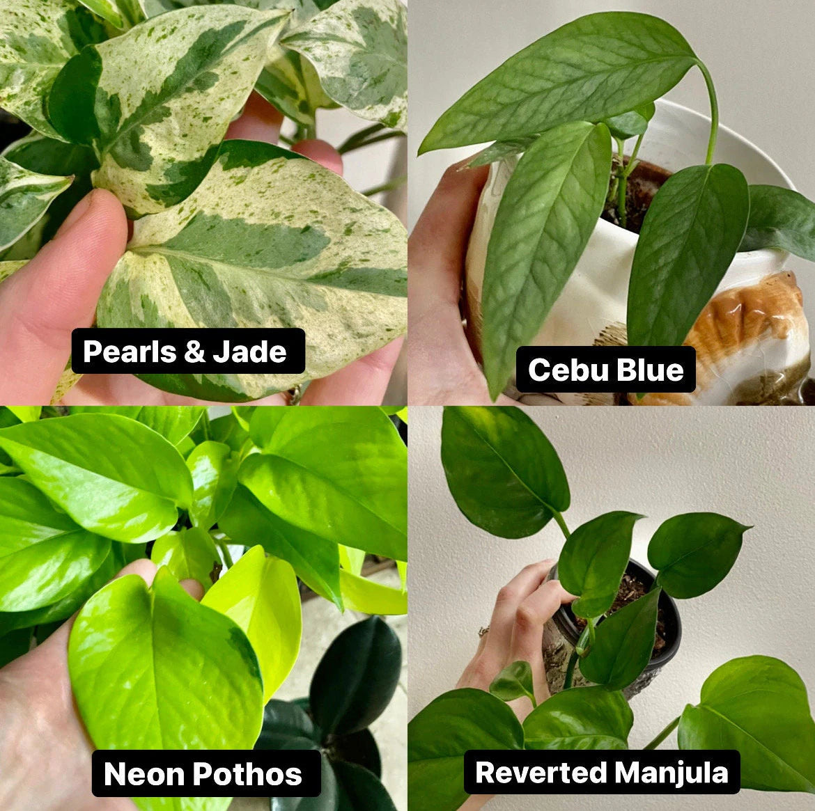 Mystery Node Bundle Pack | Sets of 3, 5, 10 or 12 | No Golden Pothos in any box!!