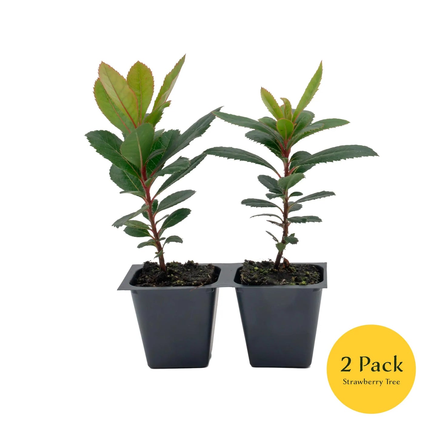 Live Strawberry Tree Plants (Arbutus Unedo) – Sweet Resilient Beauty, Thriving in 2.5" Nursery Cubes