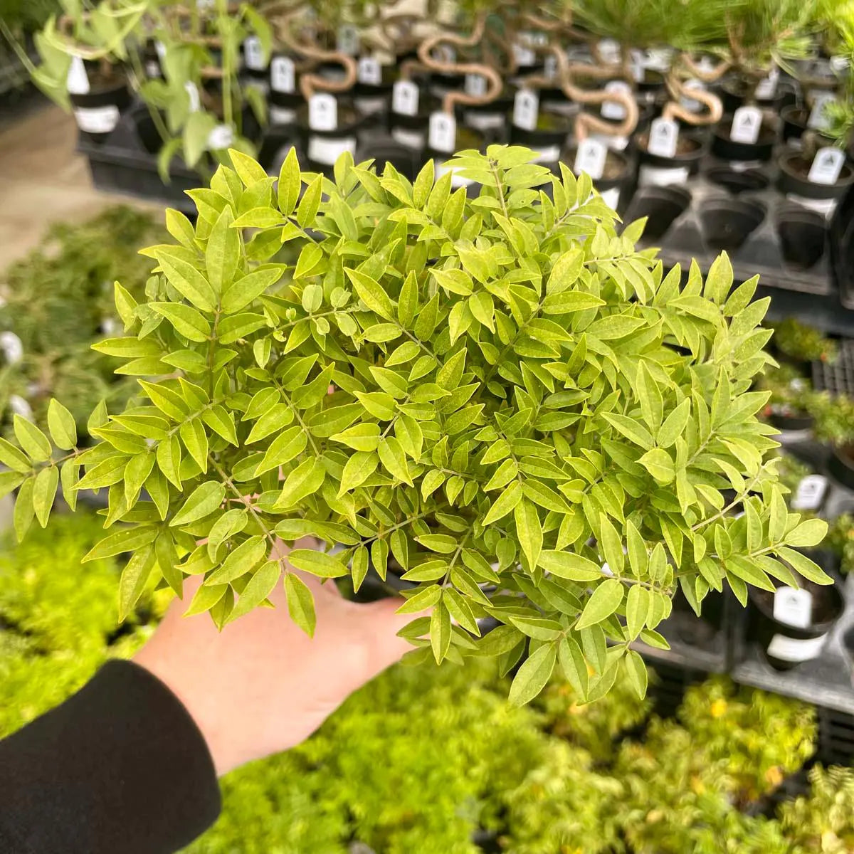 Pre-Bonsai, Hime Fuji Dwarf Wisteria, Live Plant - 4" Growers Pot