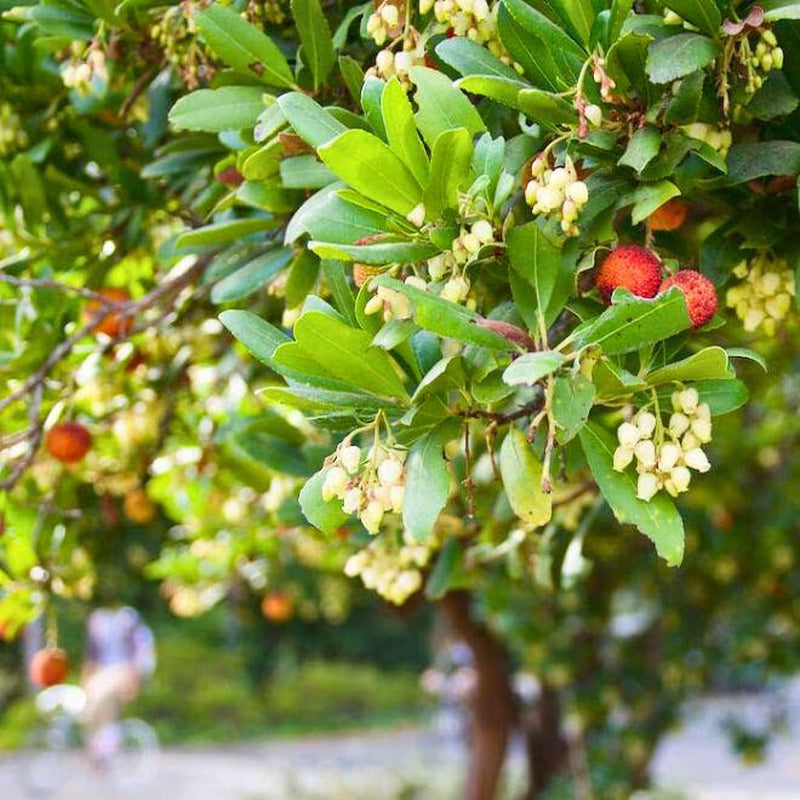 Live Strawberry Tree Plants (Arbutus Unedo) – Sweet Resilient Beauty, Thriving in 2.5" Nursery Cubes