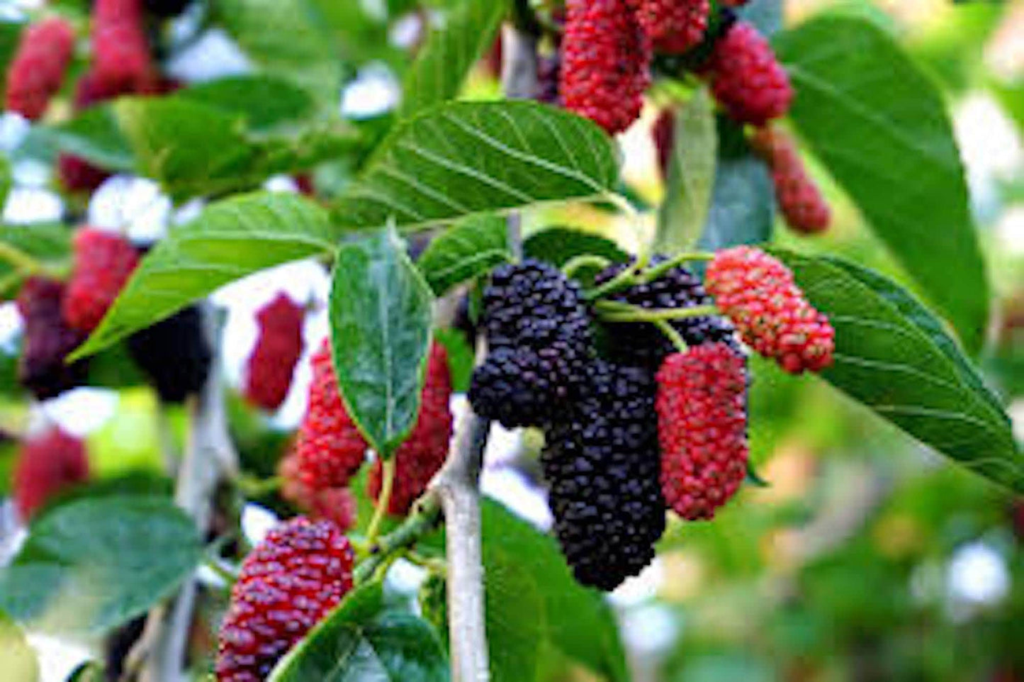 1 Red Mulberry Tree 12-24in Tall Morus rubra Bare Root Fruit Tree