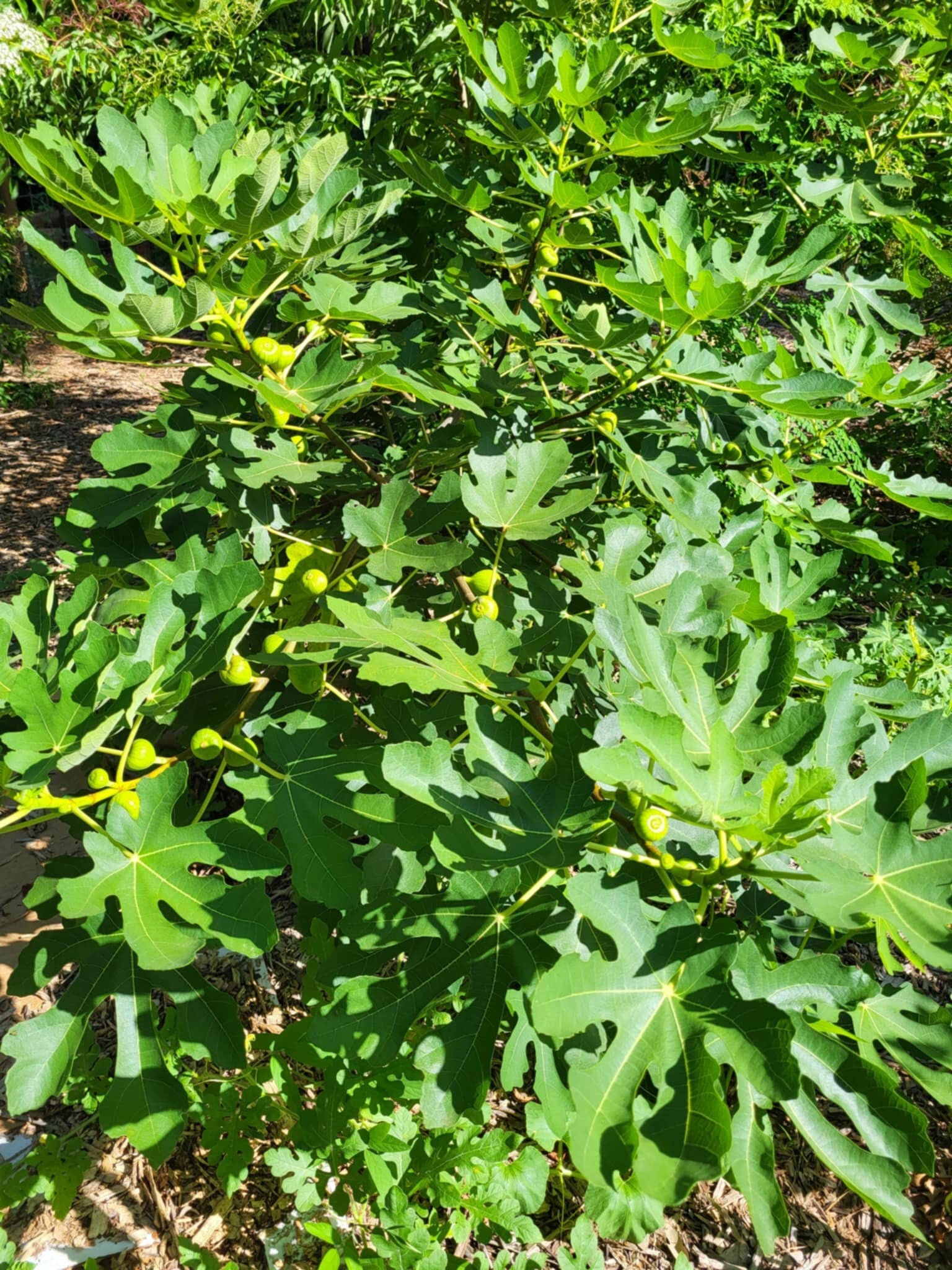Black Mission Fig - Unrooted 5 Cuttings