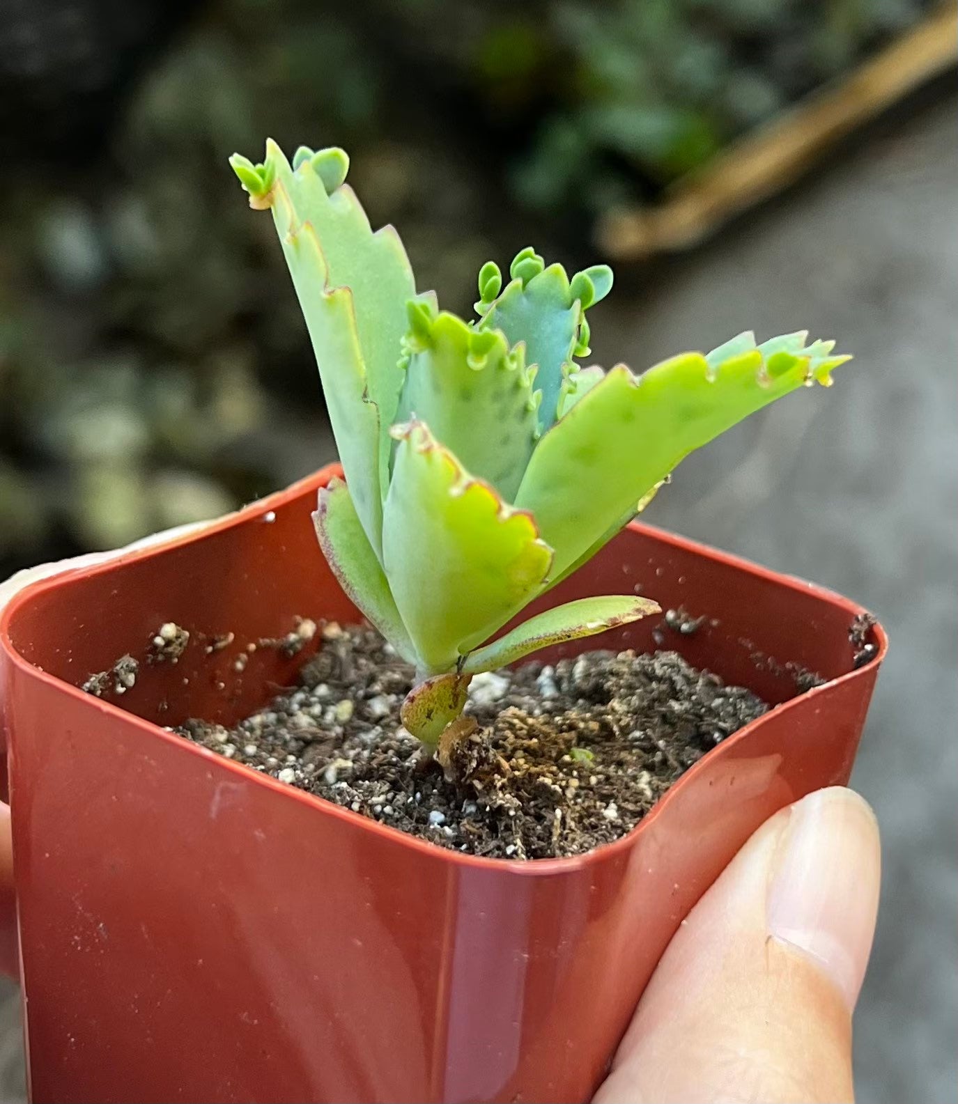 Mother of Thousands, Kalanchoe Succulent, Small Plant in 2”, 4”pot