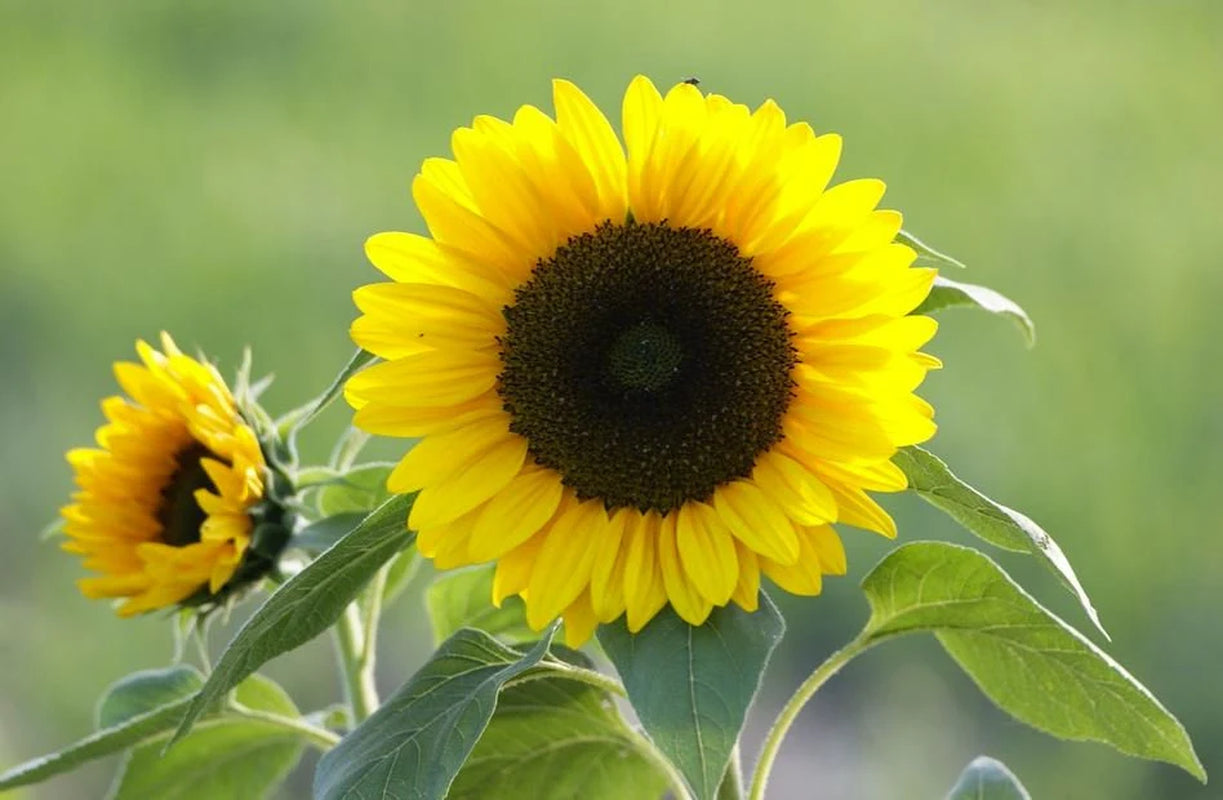Pro Cut Lemon Sunflower Seeds, Helianthus Annuum HA1120