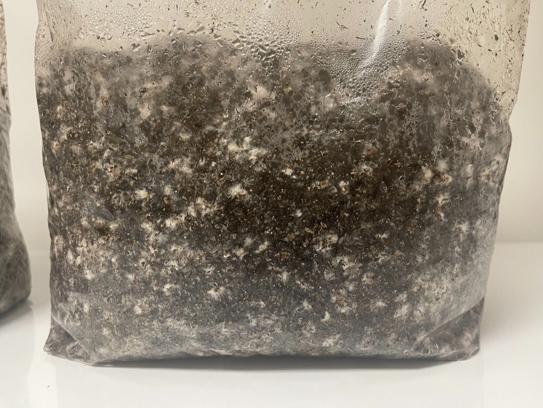 MycoHaus 2X Five LB Bags Sterilized Compost Bulk Mushroom Substrate Grow Kit