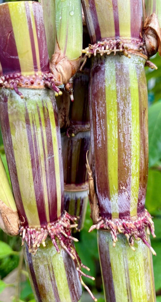 Akoki variegated sugar cane cuttings